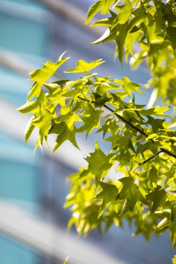 Ağaçtaki yeşil yapraklar