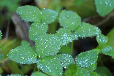 Çiy damlalı yeşil yapraklar