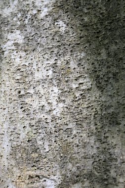 Eski ağaç gövdesi dokusu yakın plan görünümü