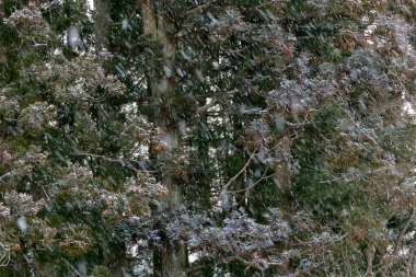 Ormandaki çam ağaçlarına kar yağıyor. kış arkaplanı.