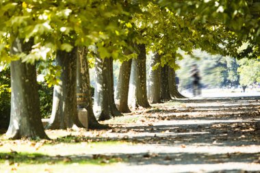 Sonbahar parkındaki büyük yeşil ağaçlarla güzel bir manzara. 