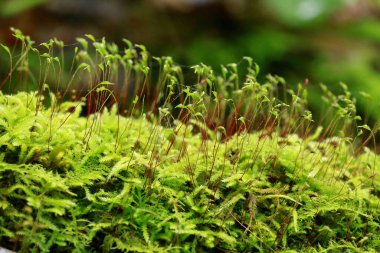 Yerde yeşil yosun