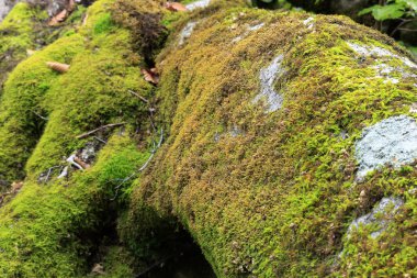 Ormandaki bir ağaçta yosun.
