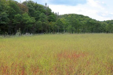 Genç yeşil çimenlerin olduğu bir arazi..
