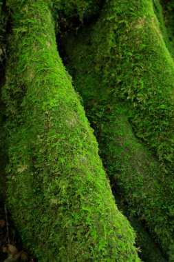 Ağaç gövdesinde yosun