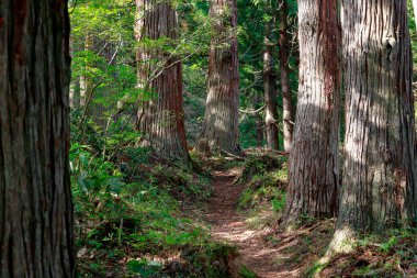 ormanda ağaçlar ile güzel manzara