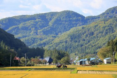 Yazın güzel doğa sahnesi 