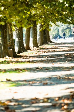 Sonbahar parkındaki büyük yeşil ağaçlarla güzel bir manzara. 
