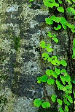 Ormanda ağaç gövdesi doğa arka planında