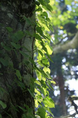 Ormanda ağaç gövdesi doğa arka planında