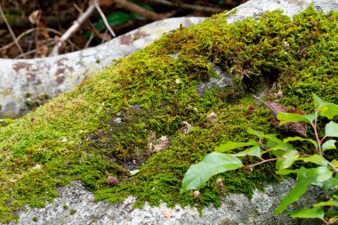 Ormandaki ağaçta yosun var. Yakından bak.