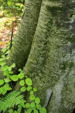 Ormanda ağaç gövdesi doğa arka planında