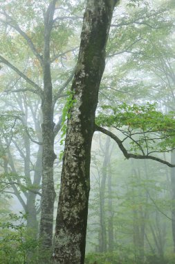 Doğanın arka planındaki ormanın güzel manzarası