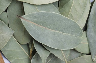 Kuru Laurel Yaprak arkaplanı