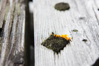 Garajdaki eski paslı araba..