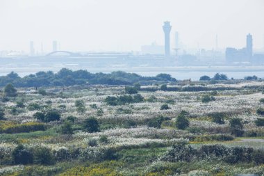 Deniz limanının bulanık arka planında yeşil çimenli alan