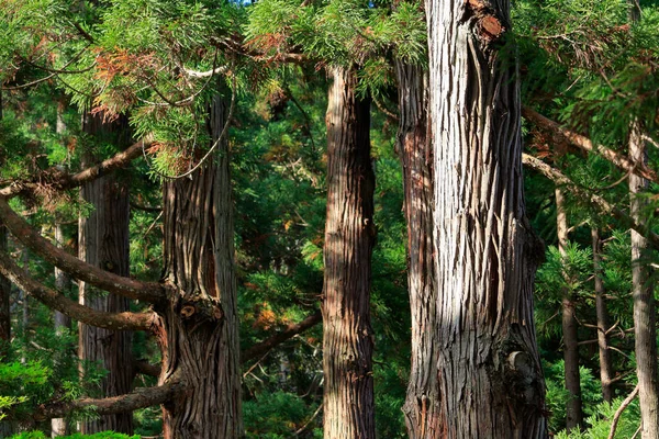 Pohon Hijau Hutan Pada Latar Belakang Alam — Stok Foto