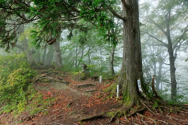 自然を背景にした森の美しい景色 — ストック写真