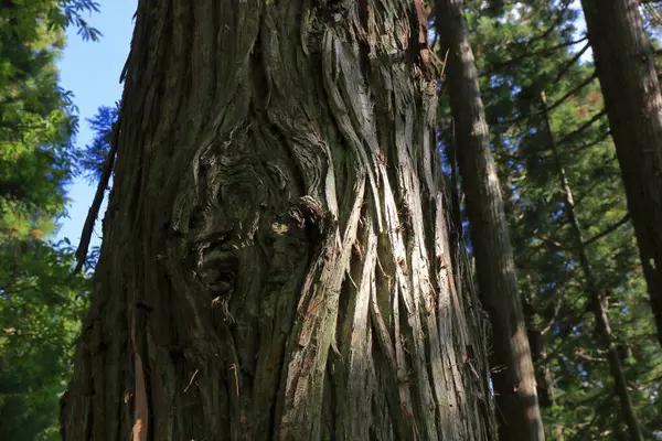 自然の背景にある森の木のトランク — ストック写真