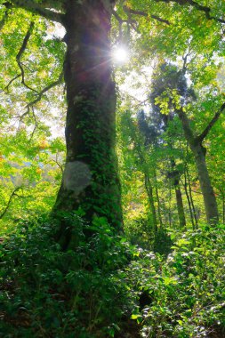 ormanda ağaçlar ile güzel manzara