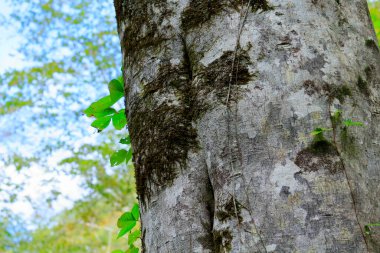 Orman manzarası, doğa geçmişi 