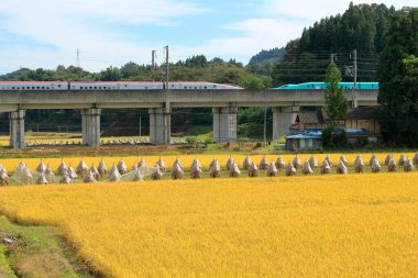 Japonya 'da pirinç kurutmak. Pirinç hasat 