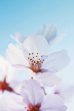 Bahçedeki güzel sakura çiçekleri doğa arka planında