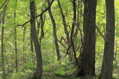 Orman manzarası, doğa geçmişi 