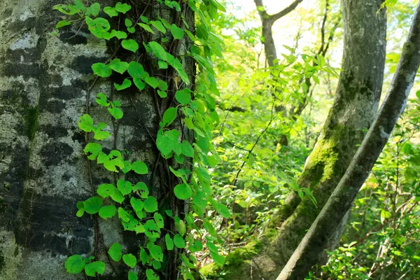 Pień Drzewa Lesie Tle Natury — Zdjęcie stockowe