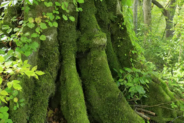 Tronco Árbol Bosque Sobre Fondo Naturaleza —  Fotos de Stock