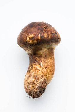Çiğ Matsutake mantarının yakın görüntüsü