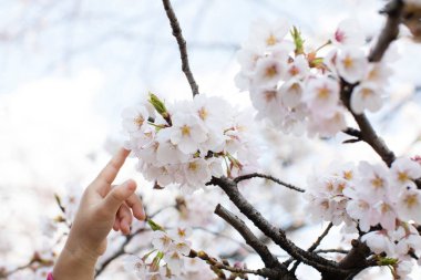 Beyaz çiçeklerle çiçek açan bir ağacı gösteren bir kişi. 
