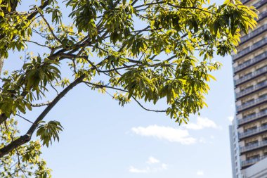 Tokyo 'da yeşil ağaç ve gökdelen. Japonya