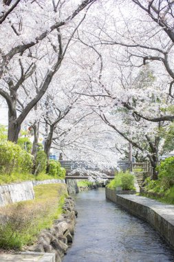Parkta kiraz ağaçları güzel çiçek açıyor.