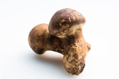 Çiğ Matsutake mantarlarının görüntüsünü kapat