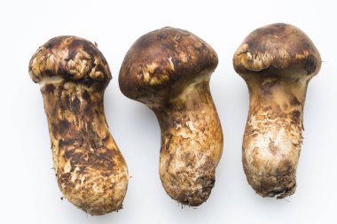 Çiğ Matsutake mantarlarının görüntüsünü kapat