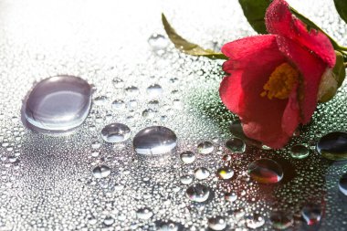 Arka planda su damlaları olan pembe çiçek.