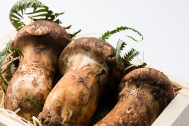 Çiğ Matsutake mantarlarının görüntüsünü kapat