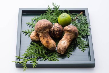 close up view of raw Matsutake mushrooms clipart