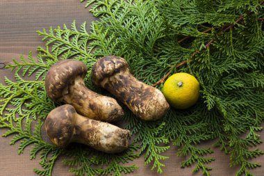 Çiğ Matsutake mantarlarının görüntüsünü kapat