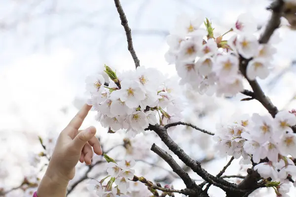 a person pointing to a blooming tree with white flowers