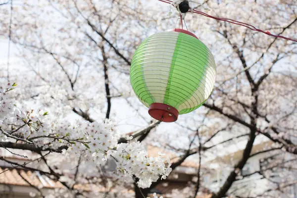 green lantern hanging from a sakura tree