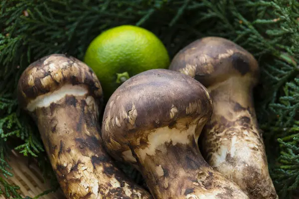 Vista Perto Cogumelos Matsutake Crus — Fotografia de Stock