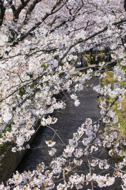 Bahçede güzel çiçekler, baharda güzel kiraz çiçekleri  