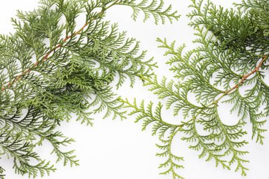 Yılbaşı yeşil ağaç dalı beyaz arkaplanda izole