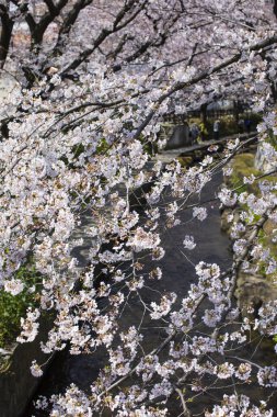 Bahçede güzel çiçekler, baharda güzel kiraz çiçekleri  