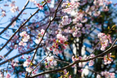Bahçede güzel bahar çiçekleri