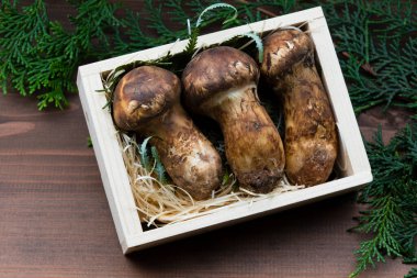 Çiğ Matsutake mantarlarının görüntüsünü kapat