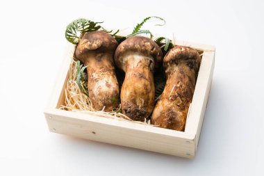 Çiğ Matsutake mantarlarının görüntüsünü kapat