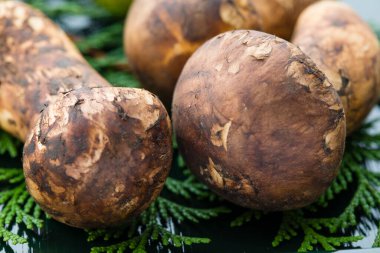 Çiğ Matsutake mantarlarının görüntüsünü kapat